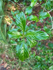 Eumachia microdon