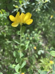 Cytisophyllum sessilifolium