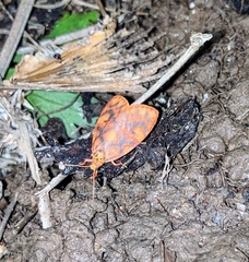 Nanarsine senara