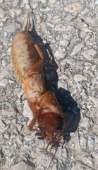 Gryllotalpa septemdecimchromosomica