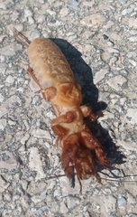 Gryllotalpa septemdecimchromosomica