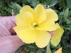 Oenothera grandis