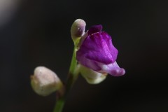 Utricularia caerulea