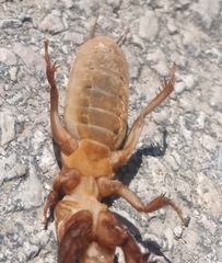 Gryllotalpa septemdecimchromosomica