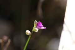 Utricularia caerulea