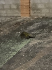 Coendou spinosus