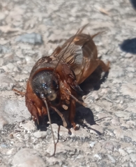 Gryllotalpa septemdecimchromosomica