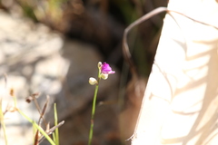 Utricularia caerulea