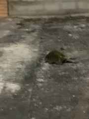 Coendou spinosus