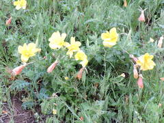 Oenothera grandis
