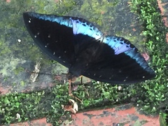 Lexias dirtea merguia