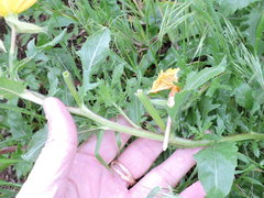 Oenothera grandis