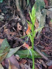 Cryptostylis arachnites