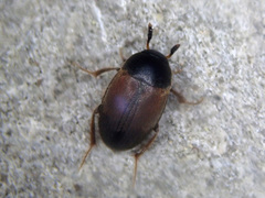Sciodrepoides watsoni