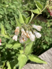 Symphytum grandiflorum