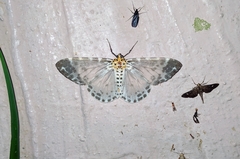 Dilophodes elegans