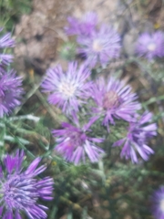 Galactites tomentosus