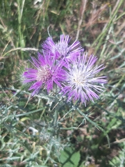 Galactites tomentosus