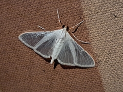 Palpita margaritacea