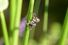 Orthetrum melania
