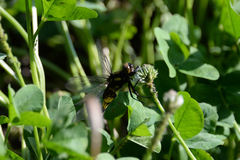 Orthetrum melania