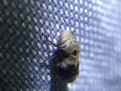 Clastoptera arizonana