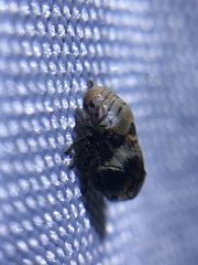 Clastoptera arizonana