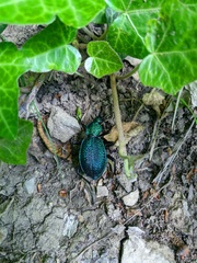 Carabus scabrosus tauricus