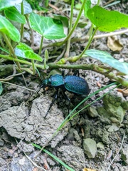 Carabus scabrosus tauricus