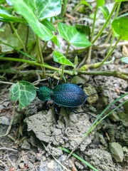 Carabus scabrosus tauricus
