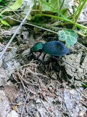 Carabus scabrosus tauricus