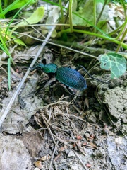 Carabus scabrosus tauricus