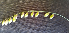 Melica nutans