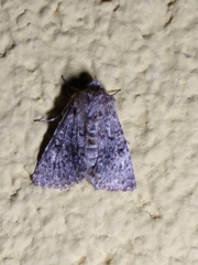 Acronicta megacephala