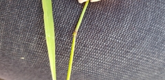 Melica nutans