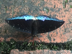 Lexias dirtea merguia