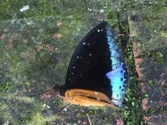 Lexias dirtea merguia