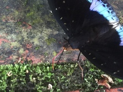 Lexias dirtea merguia