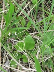 Parnassia glauca