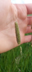 Alopecurus arundinaceus