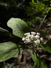 Asclepias variegata image