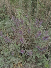 Dracocephalum nutans