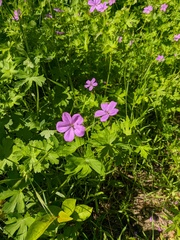 Geranium asphodeloides