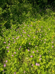 Geranium asphodeloides