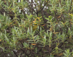 Zosterops kikuyuensis