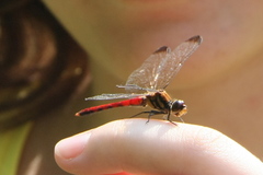 Sympetrum risi