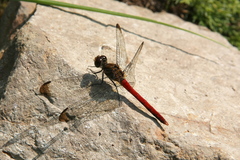 Sympetrum risi
