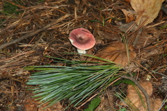 Russula alutacea