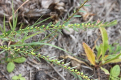 Phyllanthus virgatus