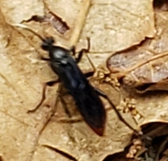 Protichneumon grandis
